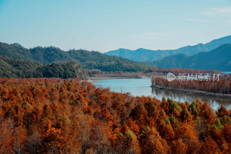 山林间色彩斑斓的红杉林秋景