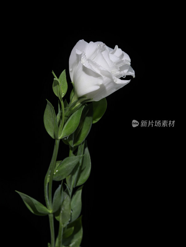 黑色背景上的一支白色鲜花