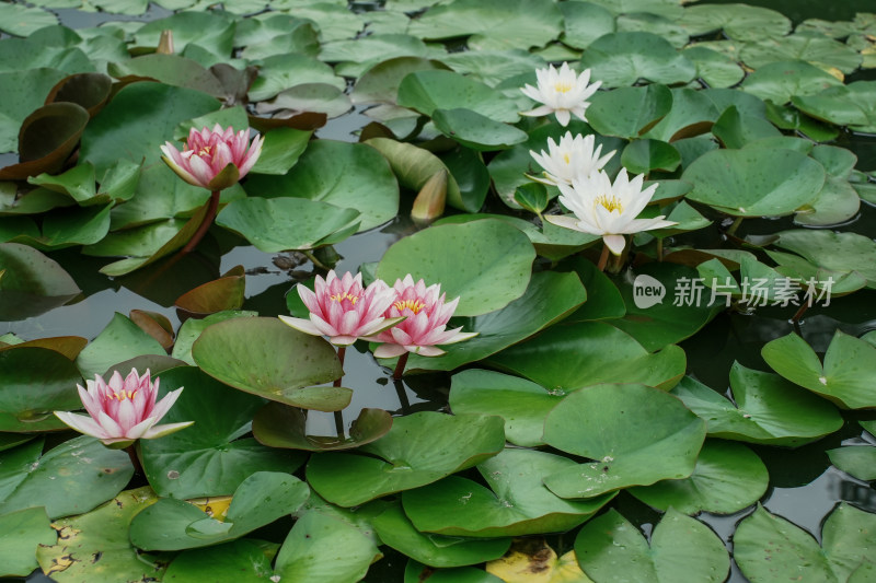 北京国家植物园睡莲