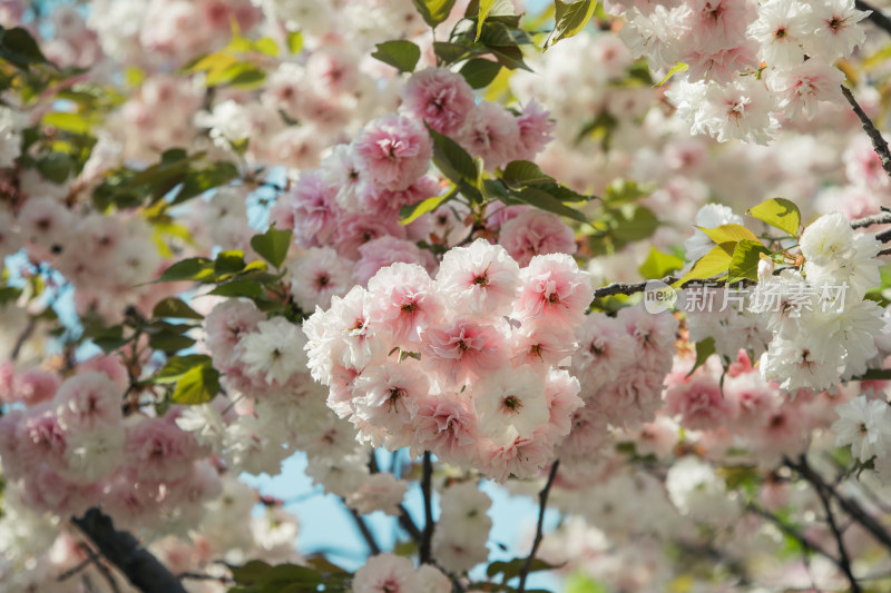 春天枝头绽放的普贤象日本晚樱花