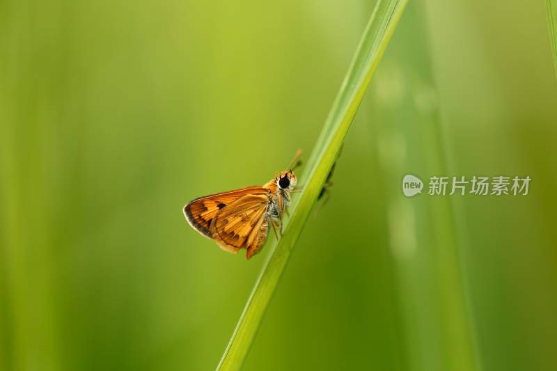 蝴蝶，彩色的昆虫，觅食的蝴蝶