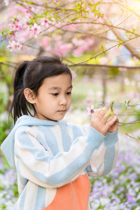 春天正在欣赏桃花的中国女孩