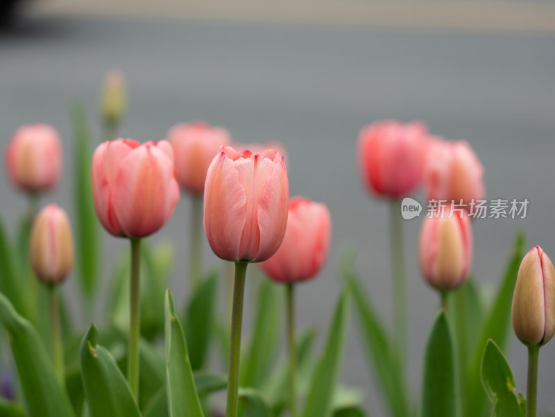 盛开的郁金香花