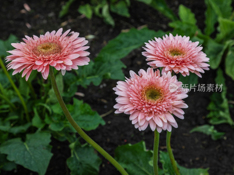 菊花，粉色菊花，粉色花，花朵，美丽的花