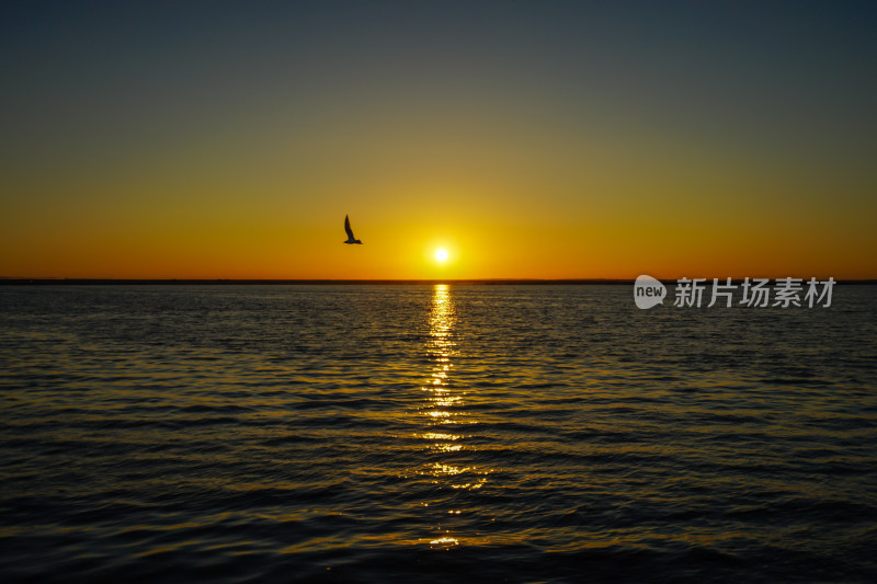 内蒙古额济纳，居延海的日出与海鸥