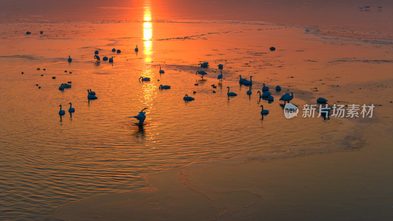 清晨阳光照耀下黄河湿地上自由嬉戏的大天鹅