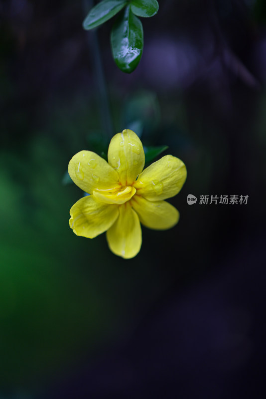 迎春花 春天 小黄花