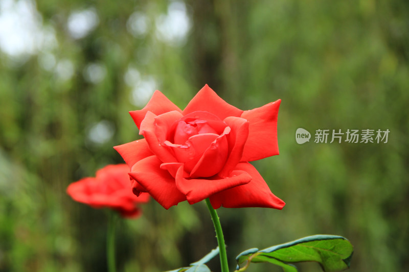 雨后新清的玫瑰花