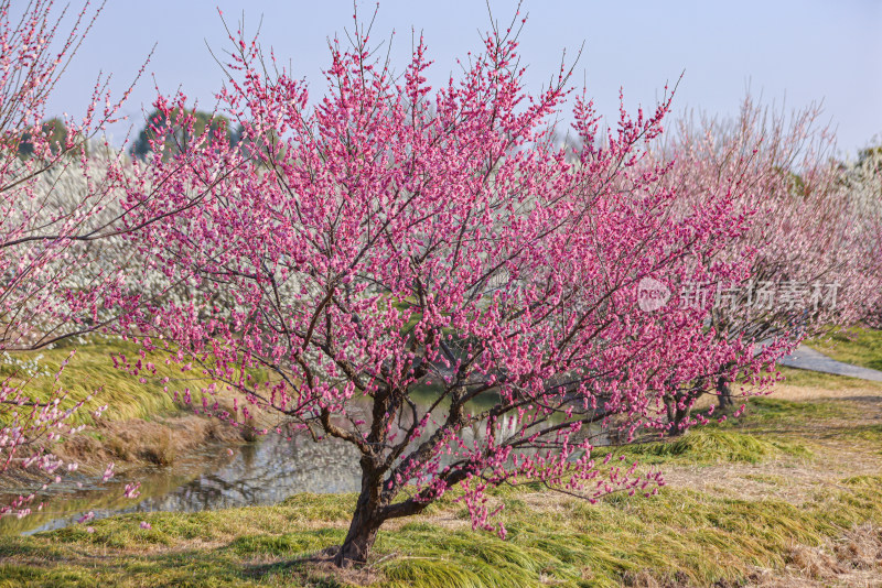 花开海上梅花节