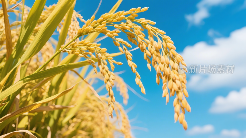 农业丰收蓝天白云成熟稻田稻穗特写
