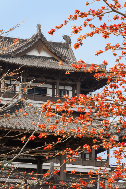 古建筑旁盛开的木棉花