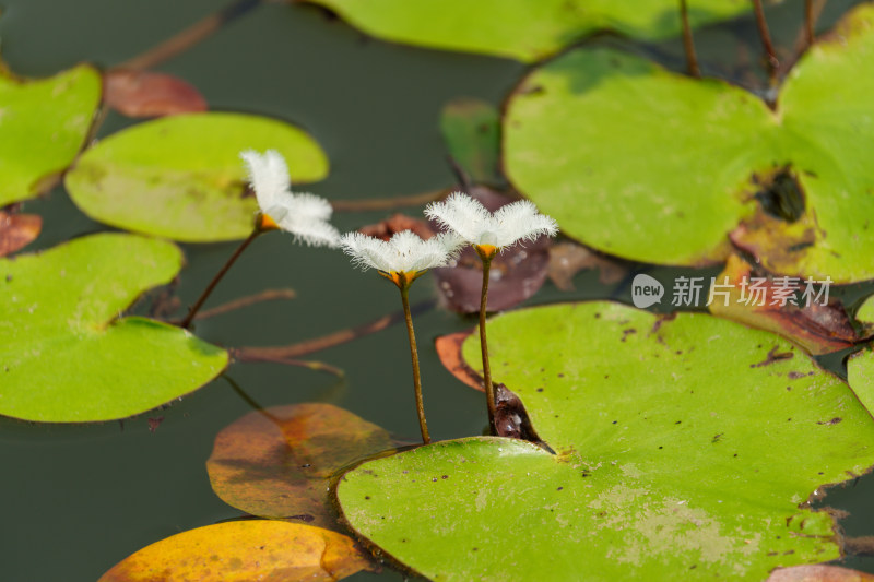 水生植物金银莲花的花朵