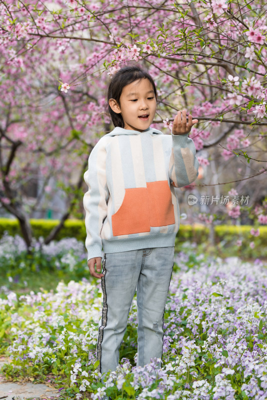 在盛开的桃树下欣赏桃花的女孩