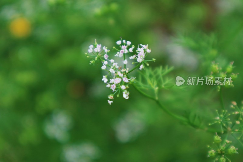 香菜开花