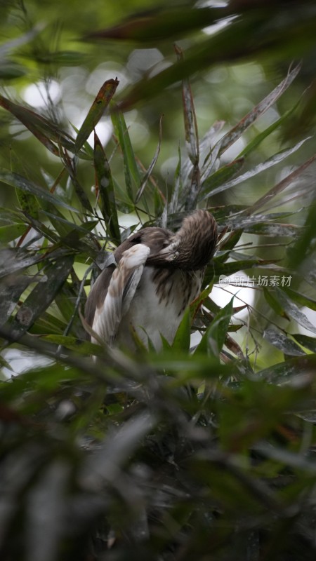 在望丛祠繁衍生息的池鹭