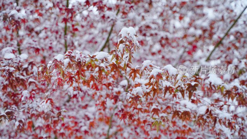 积雪枫叶