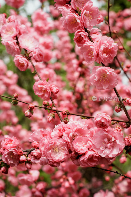 北京四得公园桃花树桃花