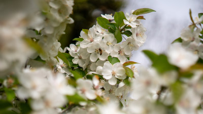 春季郊游赏花