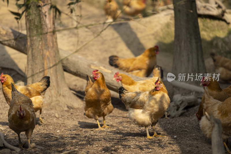 阳光下高山树林山林竹林生态养鸡场