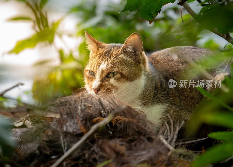 草丛中的猫咪特写