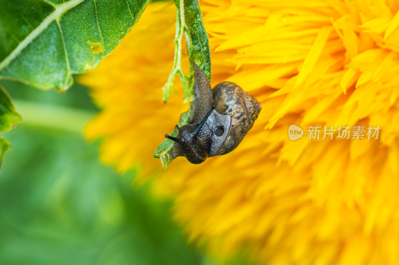 蜗牛在吃叶子背景千叶菊