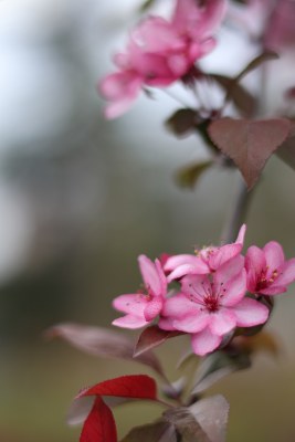 春暖花开