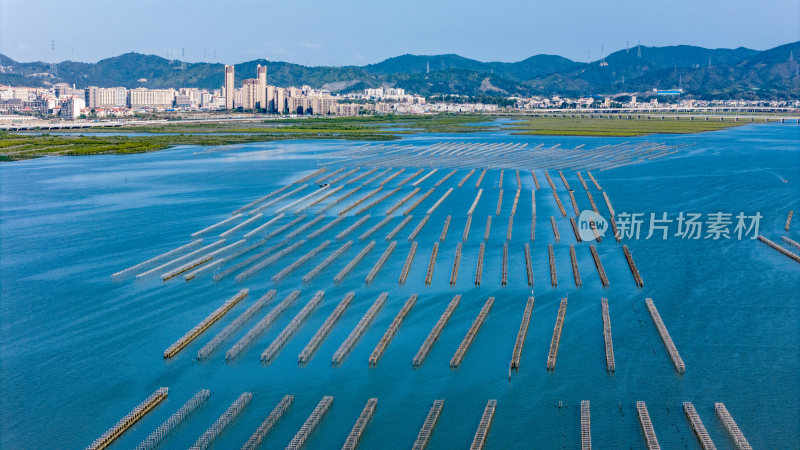 惠州市盐洲岛生蚝海上养殖场