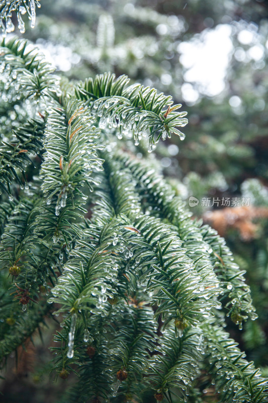 覆冰的绿色松树枝条敕木山雪淞