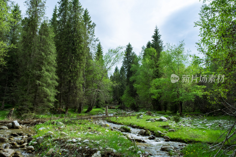 新疆伊犁恰西原始森林里的小溪