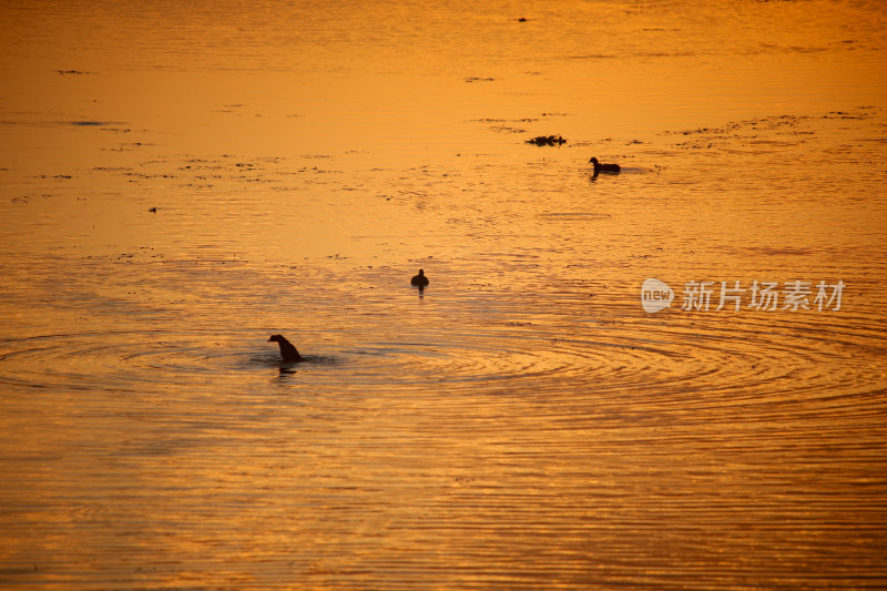 夕阳下水面上的鸟群晚霞