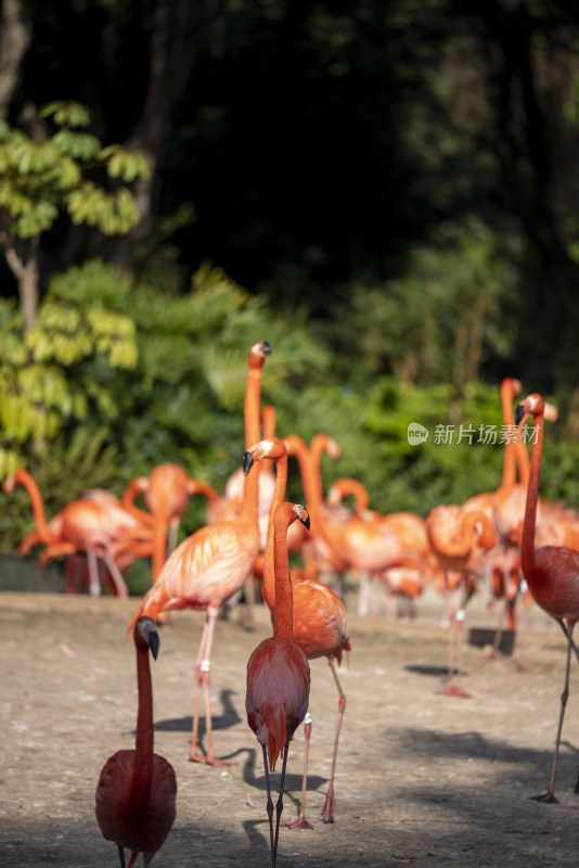 广州长隆野生动物园里的美洲红鹳火烈鸟