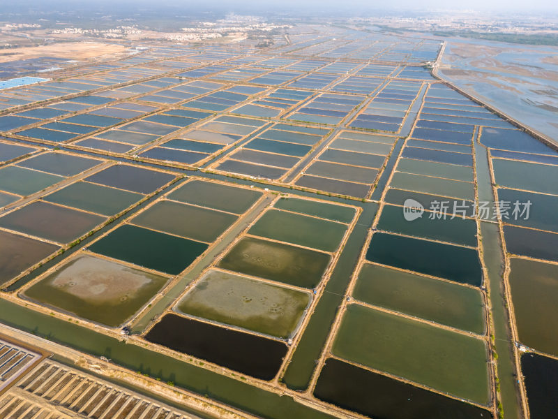 水产养殖：廉江市龙营围万亩虾田