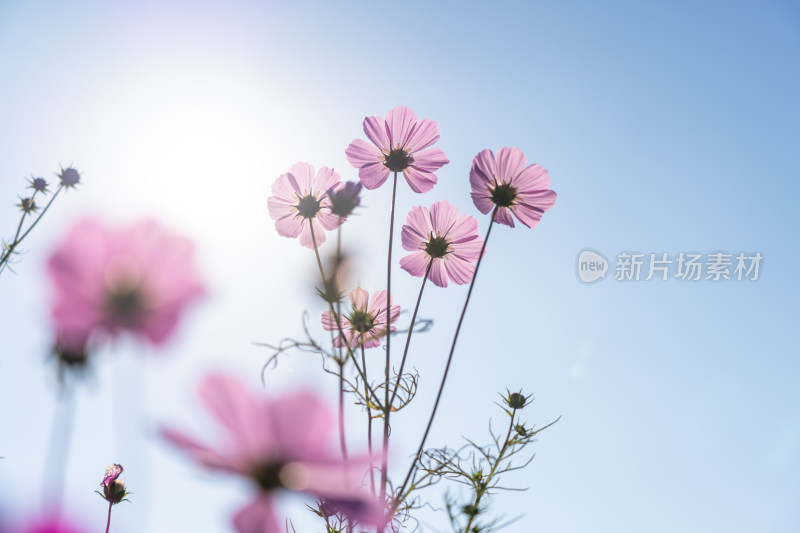 日出格桑花特写