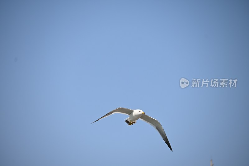 蓝天中飞翔的海鸥