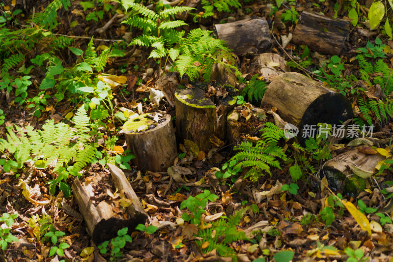 林间阴影下的苔藓和树木