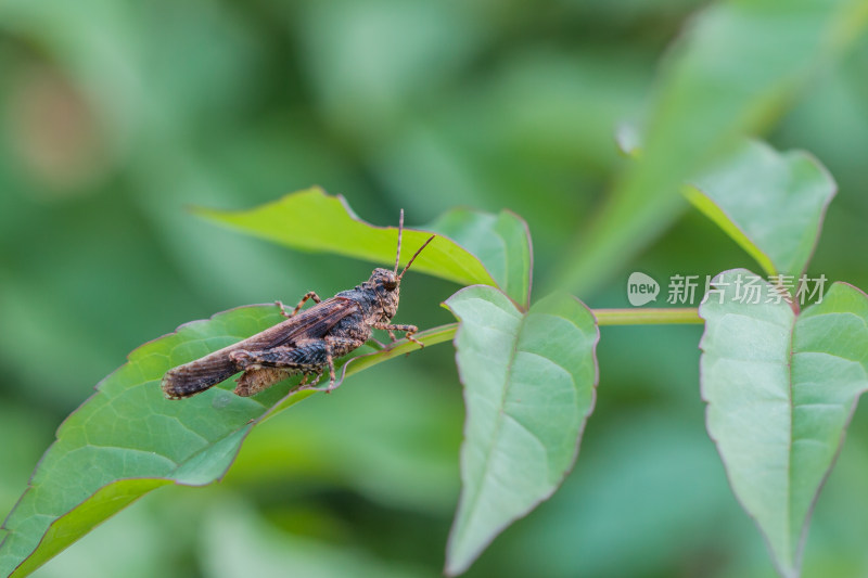 蝗虫蚂蚱微距生态摄影