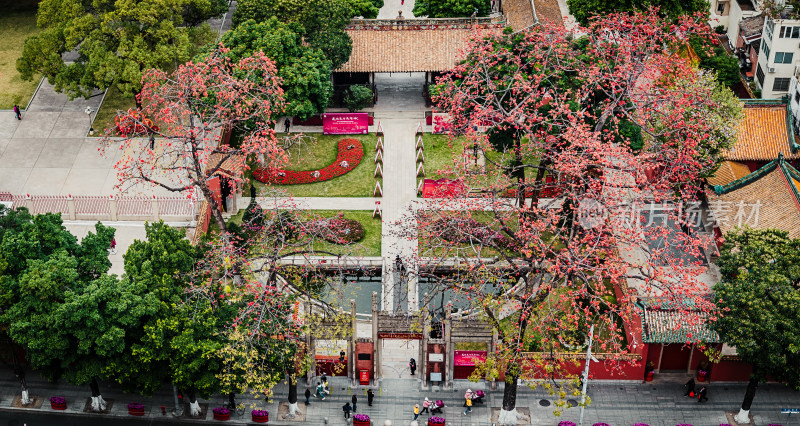 中国广东省广州市越秀区农讲所木棉花