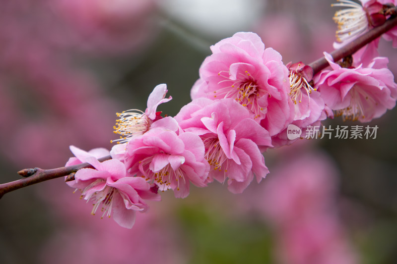 春天枝头绽放的粉红色梅花