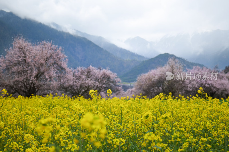 林芝春天桃花盛开