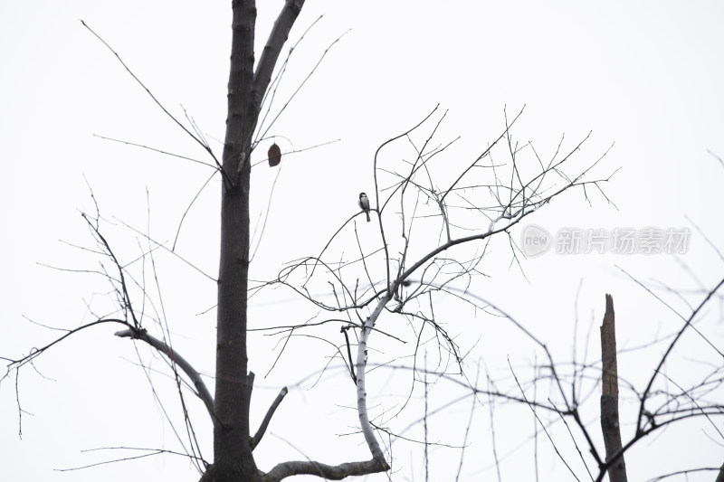 冬天枝头上的小鸟