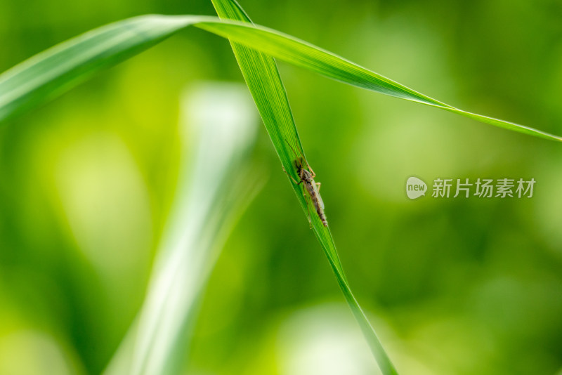 春季昆虫植物上的稻飞虱