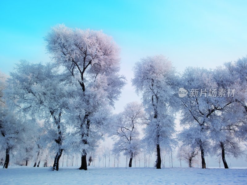 雪景雾凇