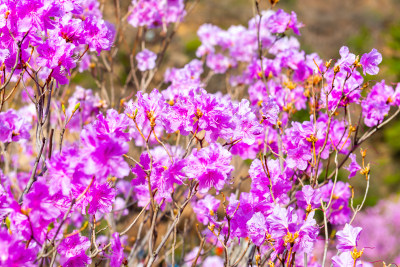 青岛大珠山杜鹃花风光