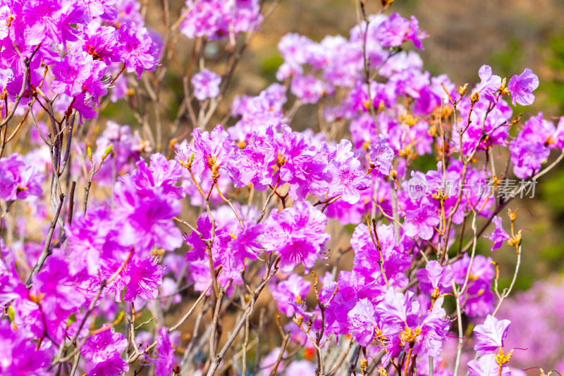 青岛大珠山杜鹃花风光