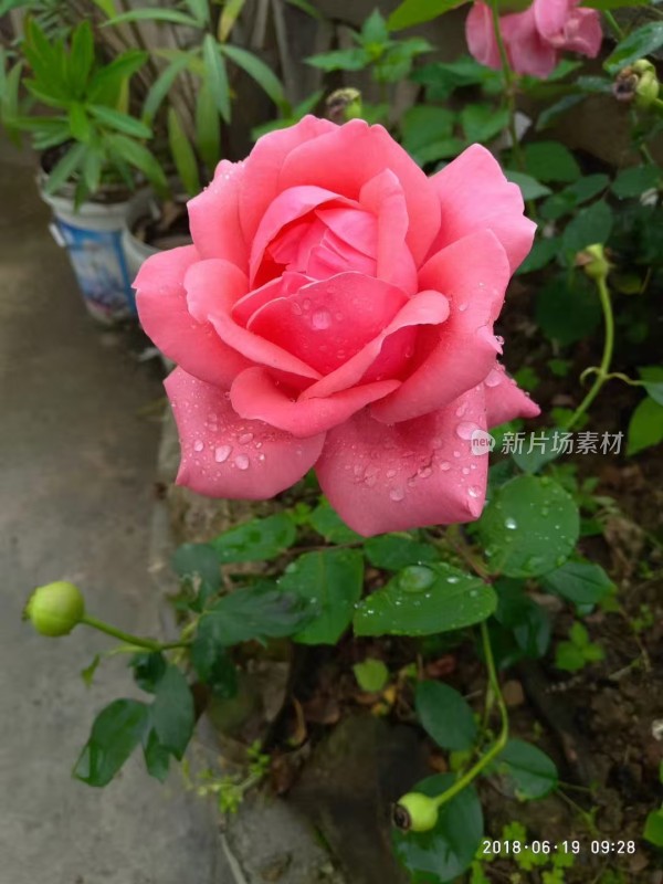 雨后之花