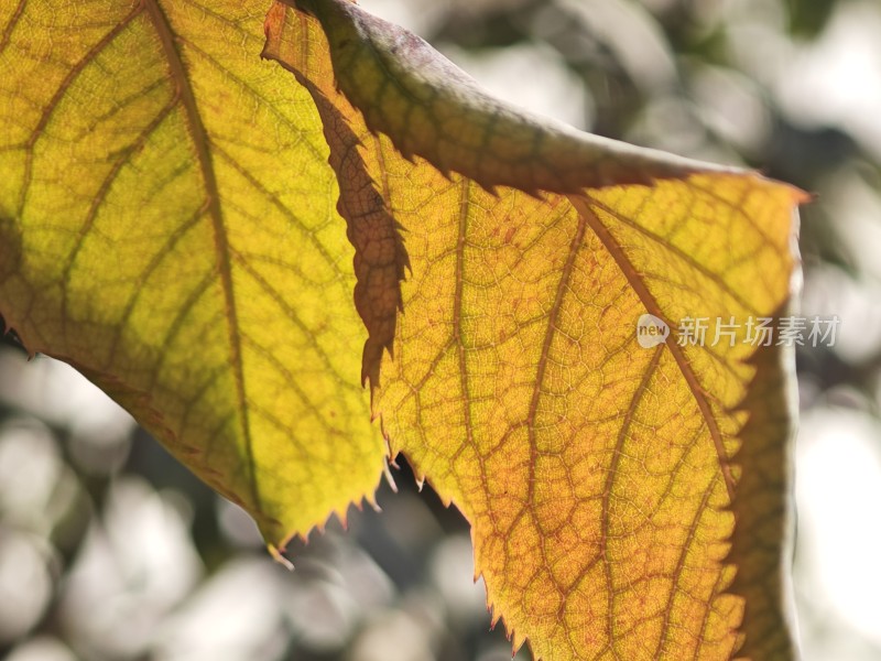 阳光下叶脉清晰的绿叶特写