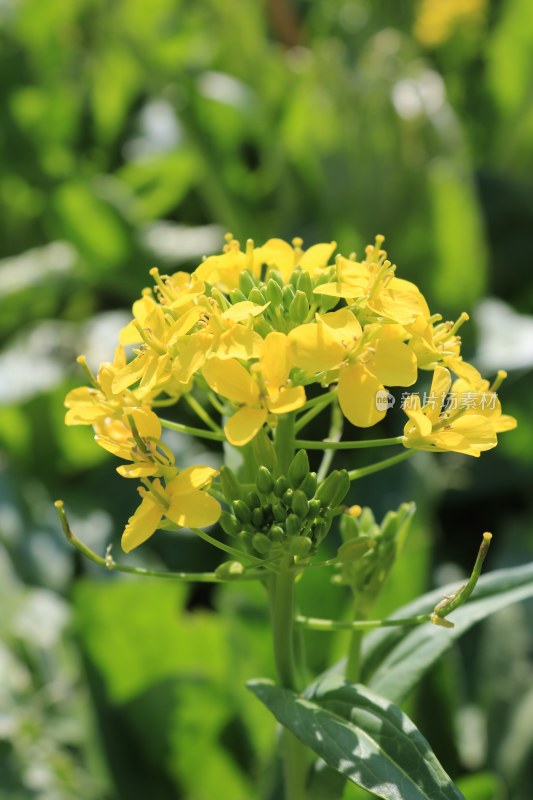 油菜籽、油菜花