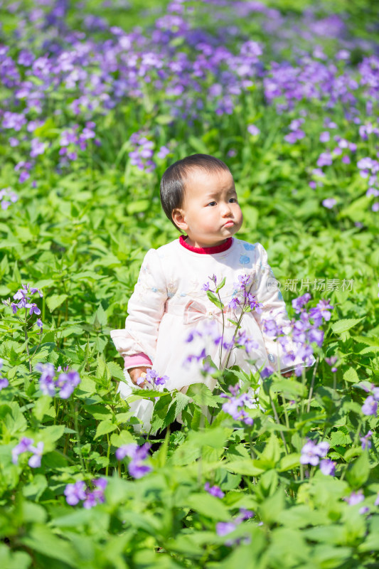 二月兰花丛里的可爱小宝宝