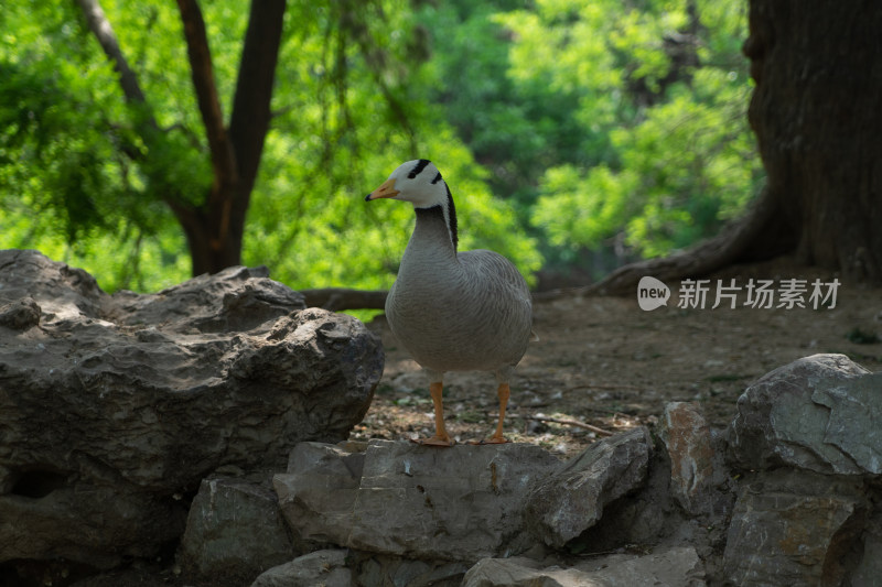 户外的斑头雁