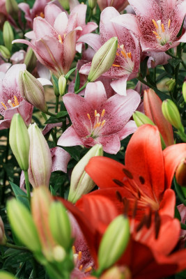 北京花乡公园百合花